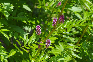 die Heilpflanze Süßholz - the herbal plant  Liquorice or Glycyrrhiza glabra - 131656380