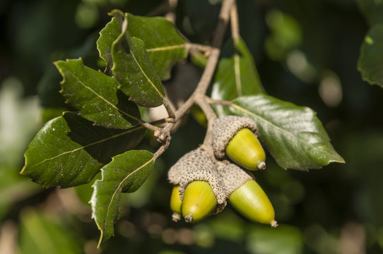 Green leaves and acorns of holm oak
