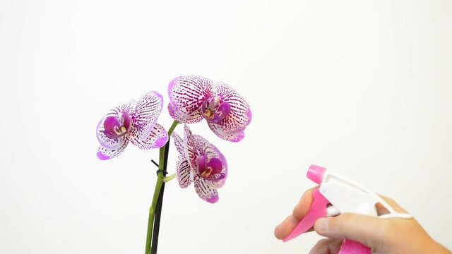 Hand sprinkles beautiful orchid on white background, take care of the flowers plants