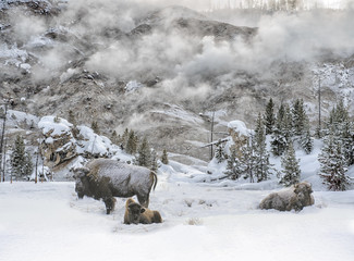 Bison and Geysers