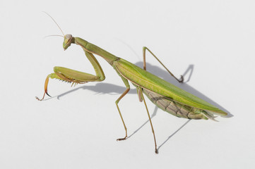 Close up of female praying mantis