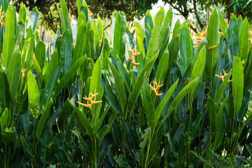 Fototapeta premium Strelitzia reginae Strelitzia