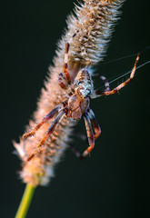 The male Araneus keeps signaling a thread of its web