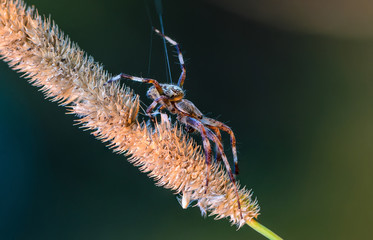 The male Araneus keeps signaling a thread of its web