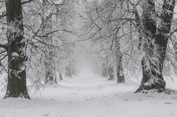 Snowy fairytale winter time with alley of trees, Czech Republic