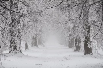 Schneemärchen Winterzeit mit Allee von Bäumen, Tschechische Republik © MikeHubert