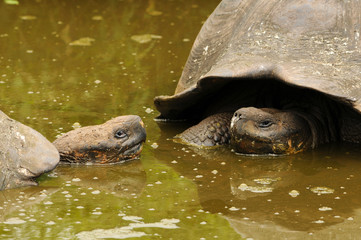 Galapagos Riesenschildkröten