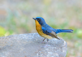 Naklejka premium Hill blue flycatcher(Cyornis banyumas),blue bird in stone with green background.