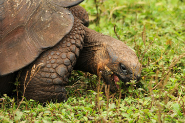 Galapagos Riesenschildkröte