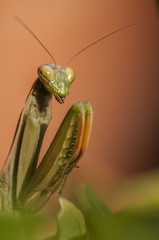 Close up of female praying mantis