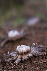 Astraeus hygrometricus, type of fungus on the ground of a pine forest.