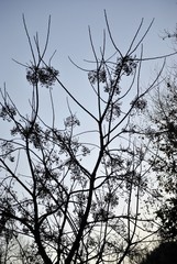 cime degli alberi spoglie con un ciuffo di foglie in inverno
