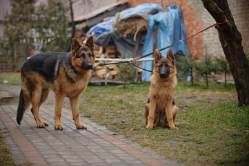 A pair of German Shepherds shorthaired