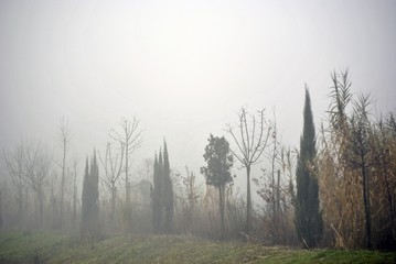 alberi nella nebbia