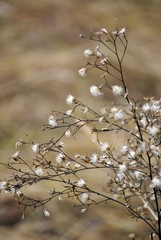 fiori di campo bianchi in inverno su sfondo marrone