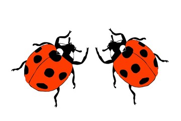 ilustrace dvou berušek na bílém pozadí. Two ladybug clip on white background