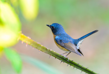 Obraz premium Hill blue flycatcher(Cyornis banyumas),blue bird on branch with green background.
