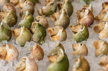 Whelk arranged on the ice.