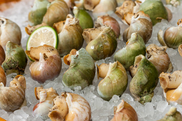 Whelk arranged on the ice.