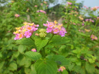 wild lantana camara flower