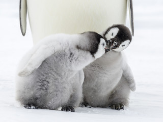 Emperor penguins on the frozen Weddell Sea  © Roger
