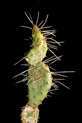 Close up of Cactus on Black Background