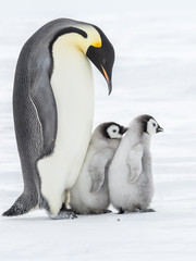 Emperor penguins on the frozen Weddell sea © Roger
