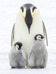 Emperor Penguins on the frozen Weddell sea © Roger