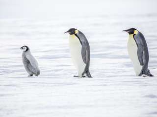 Naklejka na ściany i meble Emperor Penguins on the frozen Weddell sea