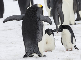 Adelie penguin confronting Emperor penguin