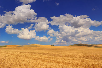 RURAL LANDSCAPE SUMMER.Between Apulia and Basilicata: hilly landscape with cornfield dominated by a...