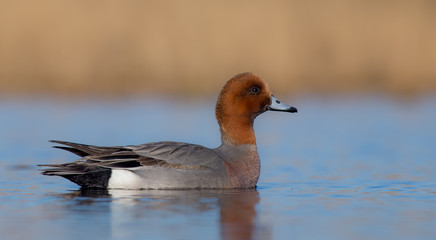 Eurasian Wigeon - Anas penelope - male