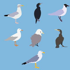 Oiseaux des mers
