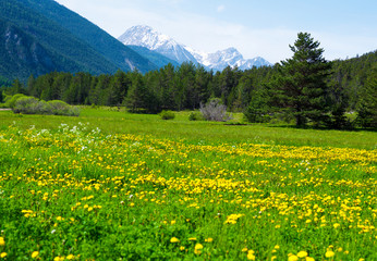 Obraz premium Dandelion meadow