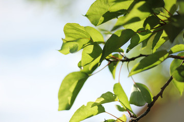 Young apricot leaves in spring. Apricot tree branch 