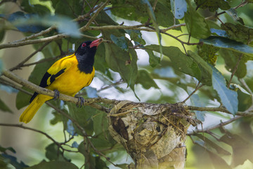 Black-hooded oriole in Minneriya National Park, Sri Lanka