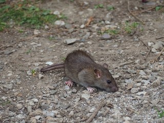 Rat