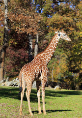 Obraz premium Giraffe at the Asheboro Zoo in North Carolina