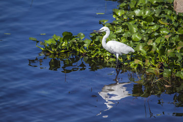 Little egret in Thabbowa sanctuary in Puttalam, Sri Lanka