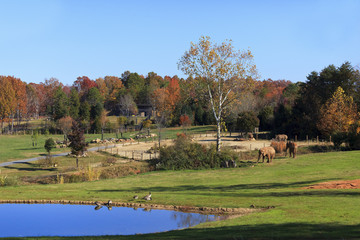 Fototapeta premium The Watani Grasslands at the Asheboro Zoo in North Carolina featuring elephants