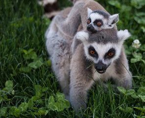 Lemur z młodym na grzbiecie