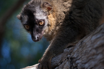 Lemur na drzewie
