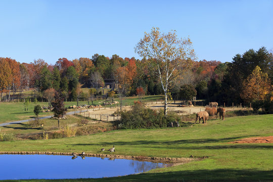Fototapeta The Watani Grasslands at the Asheboro Zoo in North Carolina featuring elephants