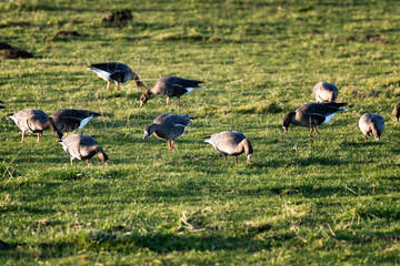 Arctic geese in the wild in their winter quarters on the Lower Rhine