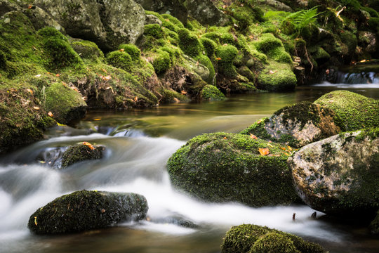 Bach im Wald