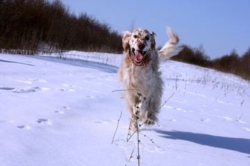 Cute funny spotty white big dog of hunting breed - english setter - running in the frozen winter...