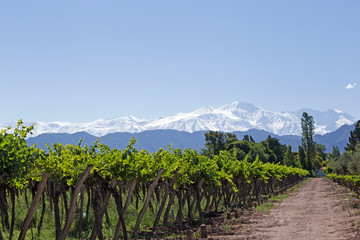 Naklejka premium Andes & Vineyard, Mendoza, Argentyna
