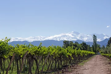 Fotobehang Andes &amp  Vineyard, Mendoza, Argentinië © teddyh