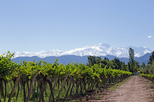 Fototapeta Andes &amp  Vineyard, Mendoza, Argentyna