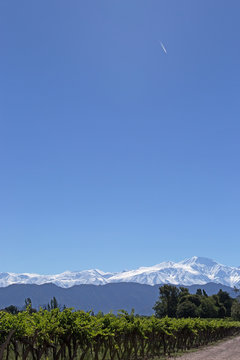 Fototapeta Andes & Vineyard & Vapour Trail, Mendoza